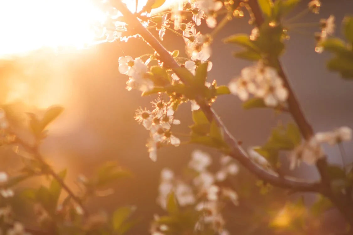 Bloeitijd in de tuin: Lente tot zomer