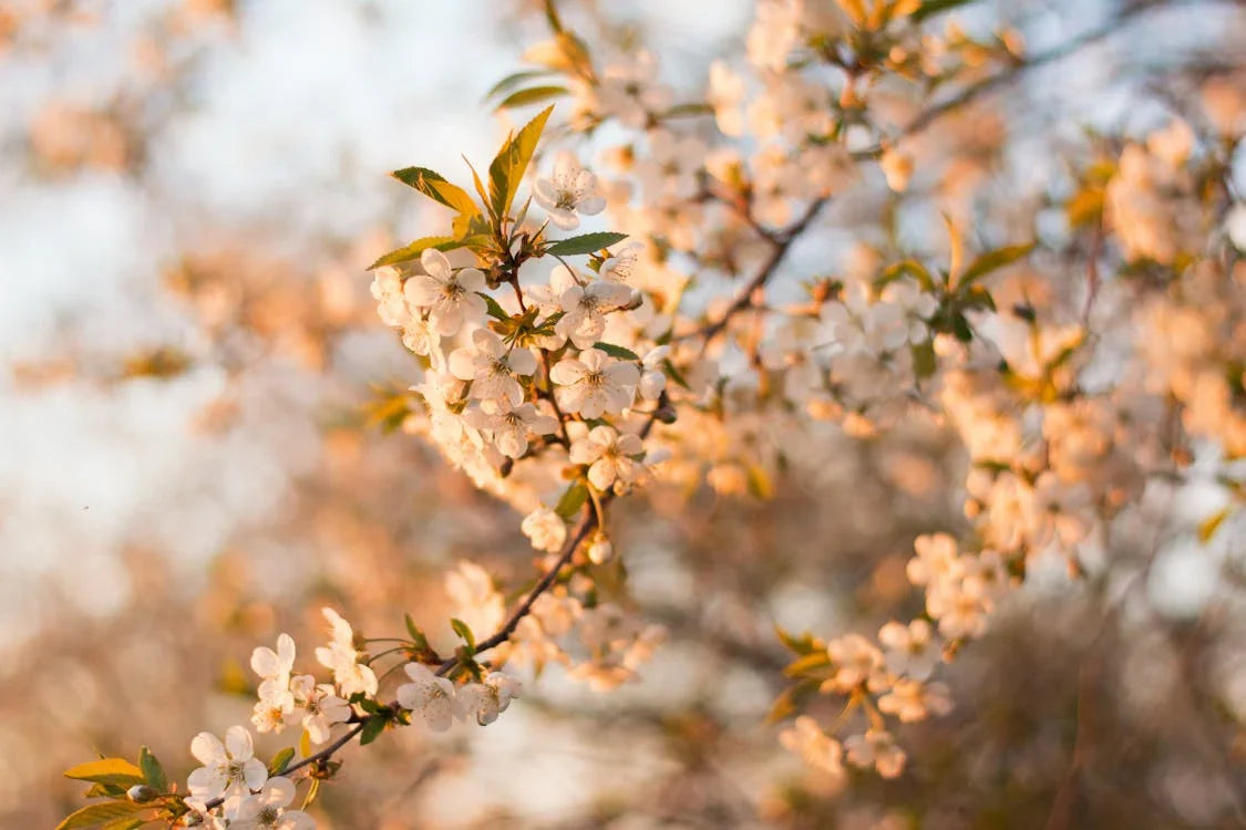 Plantperiode april
