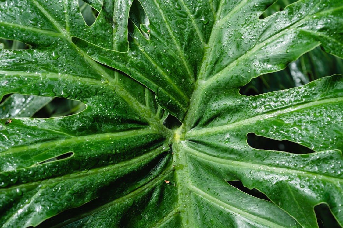 Philodendron, Heartleaf Plant