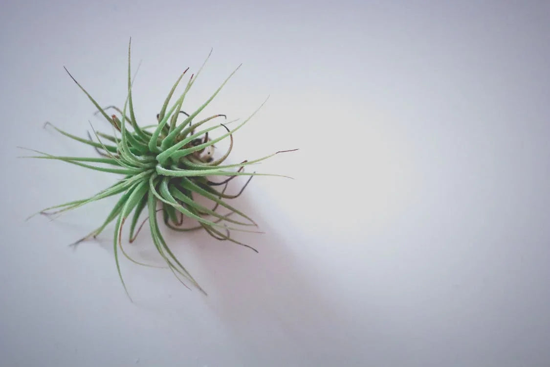 Air plants
