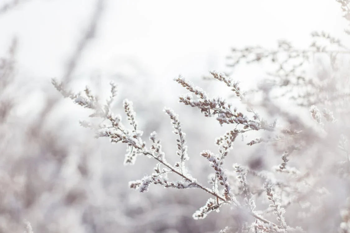 Niet winterharde Tuinplanten