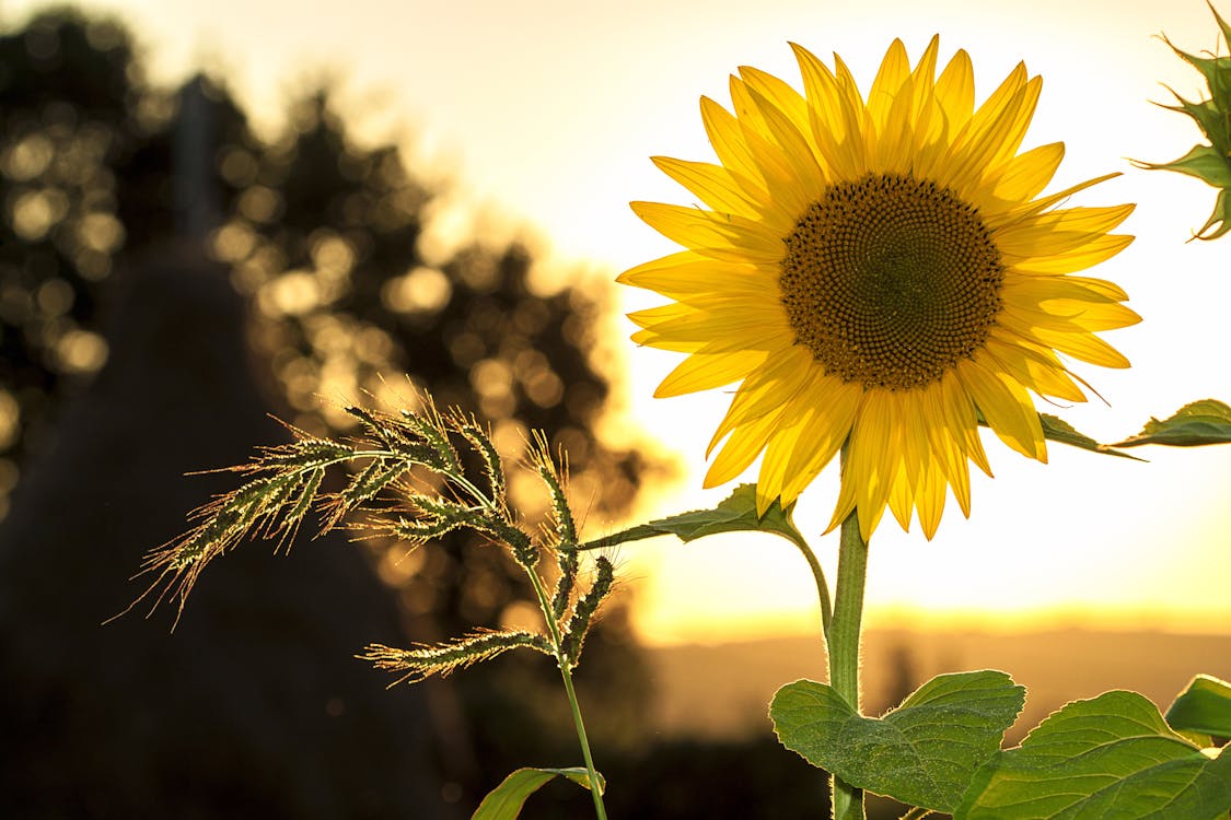 Bloeitijd in de tuin: Zomer