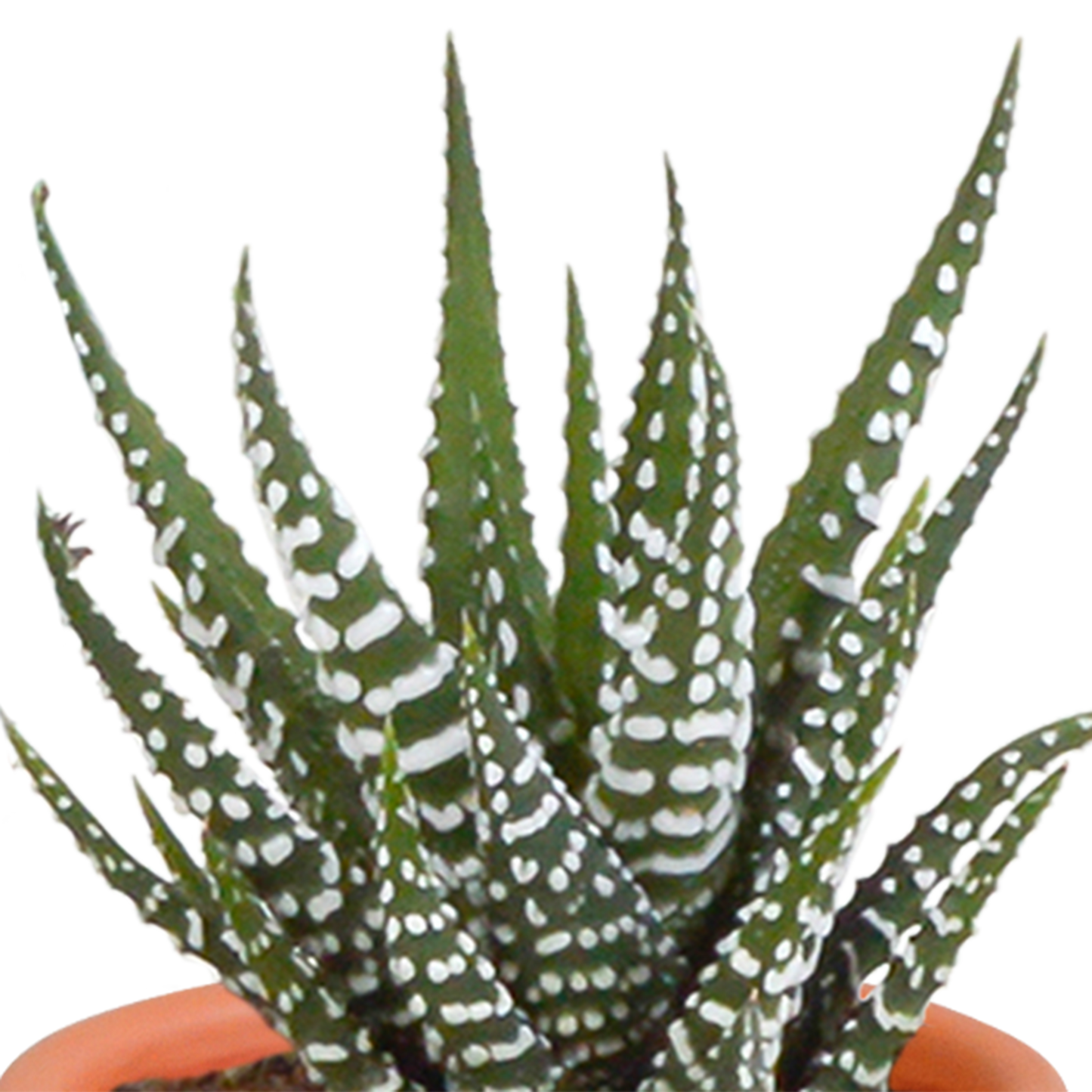 Cactus en vetplanten mix 5.5 cm | 15 stuks - in Mexicaanse pot