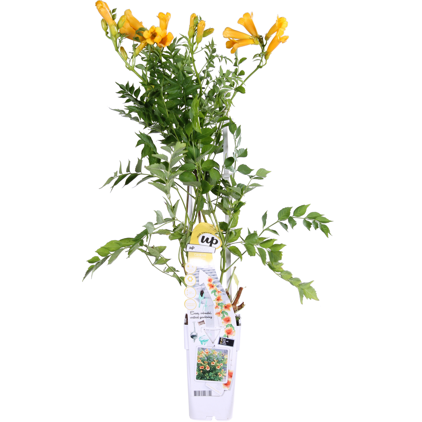 Campsis Summer Jazz 'Gold Trumpet' - Ø15cm - ↕65cm