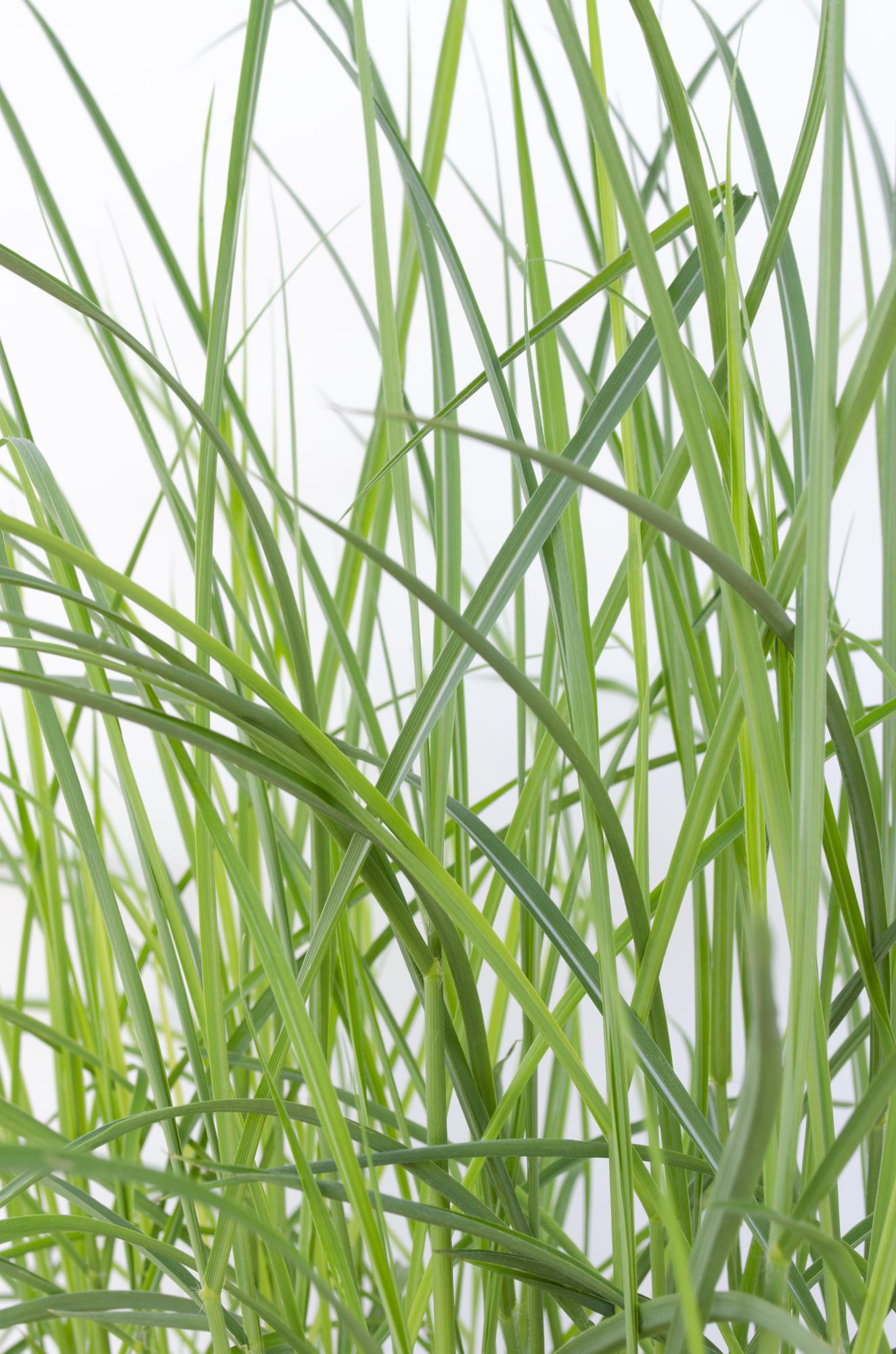 Miscanthus sinensis Ferner Osten - Ø19cm - ↕50cm - Ø23 - ↨60cm