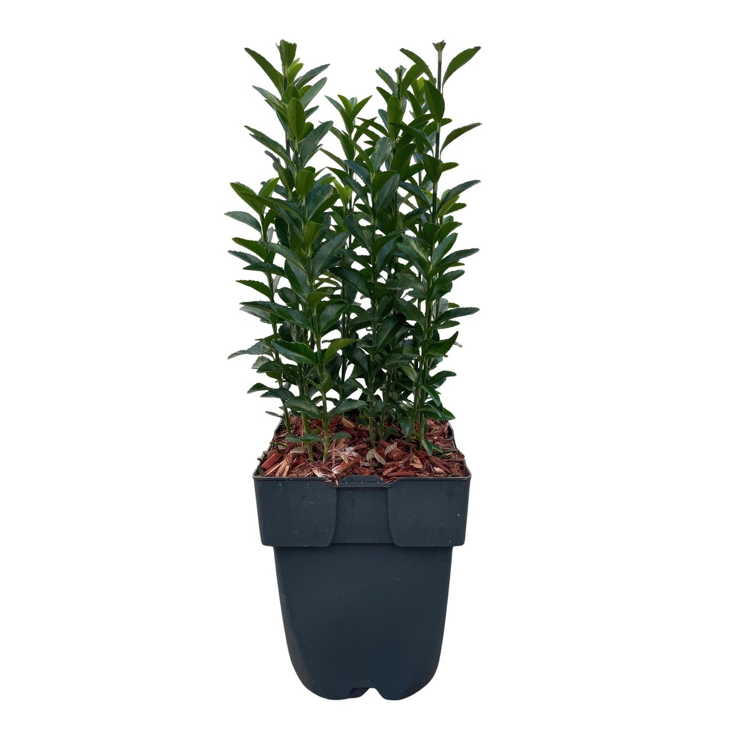 Green boutiQ - Haagplanten - Euonymus japonica Green Spire -  blad groen - 6 planten - 1 strekkende meter - groenblijvend - pot 17cm hoogte 40cm