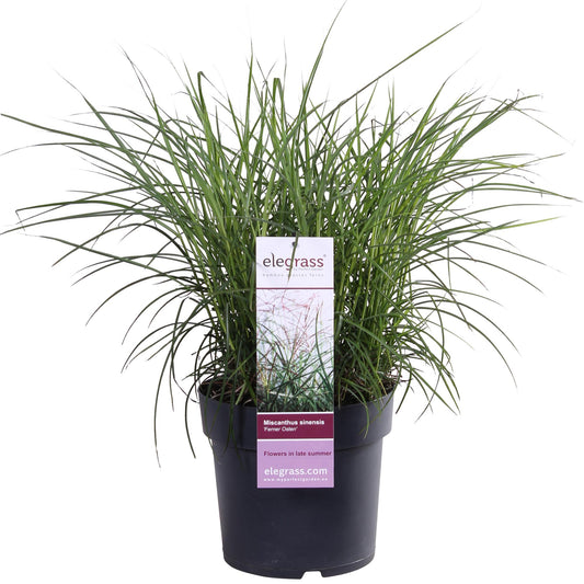 Miscanthus sinensis Ferner Osten - Ø19cm - ↕50cm - Ø23 - ↨60cm