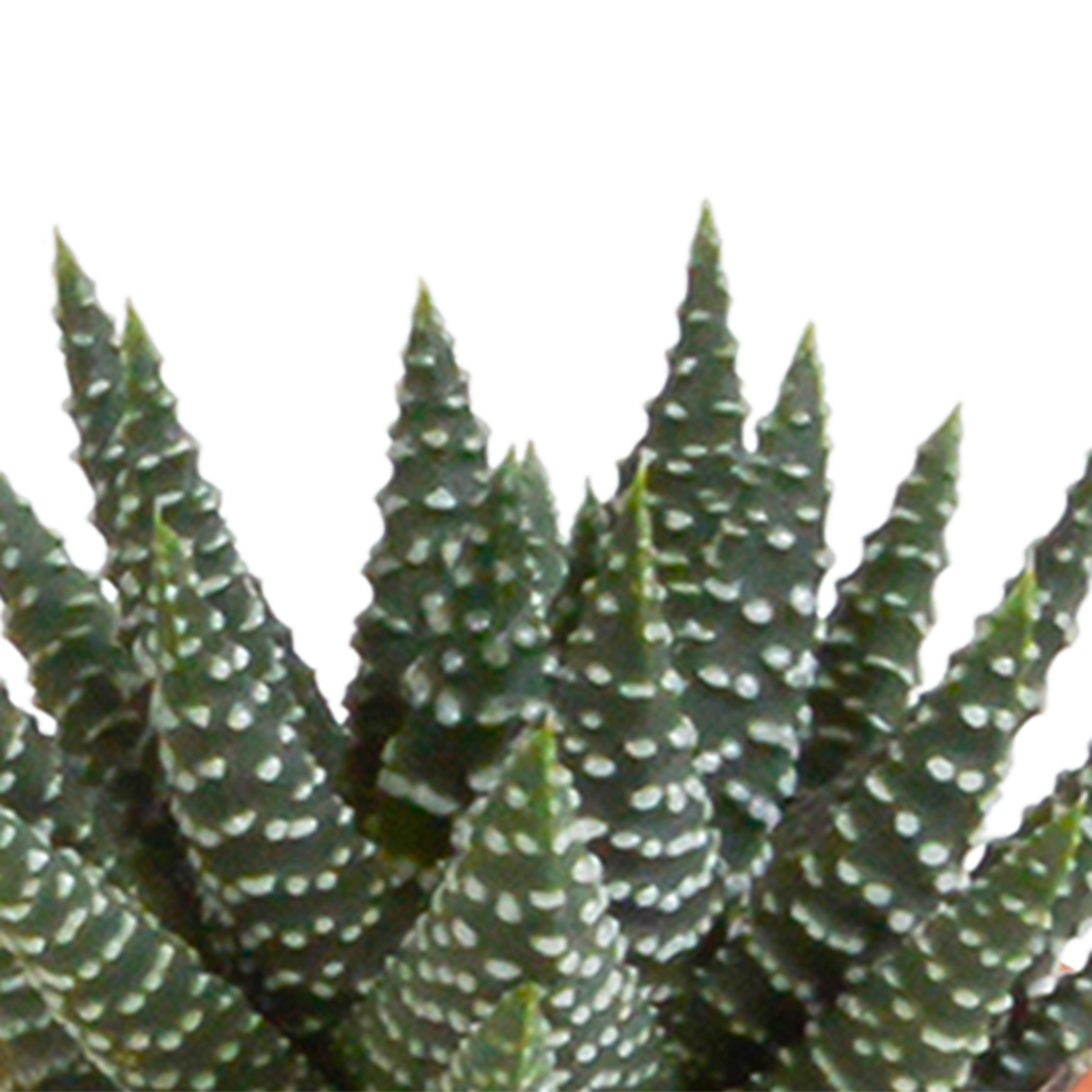 Cactus en vetplanten mix 5.5 cm | 15 stuks - in Mexicaanse pot