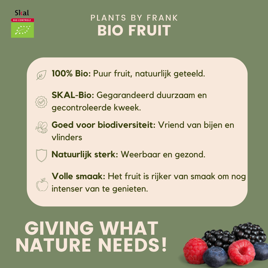 6 x Biologische kiwiplanten - Ø 13 cm - ↨ 20 cm