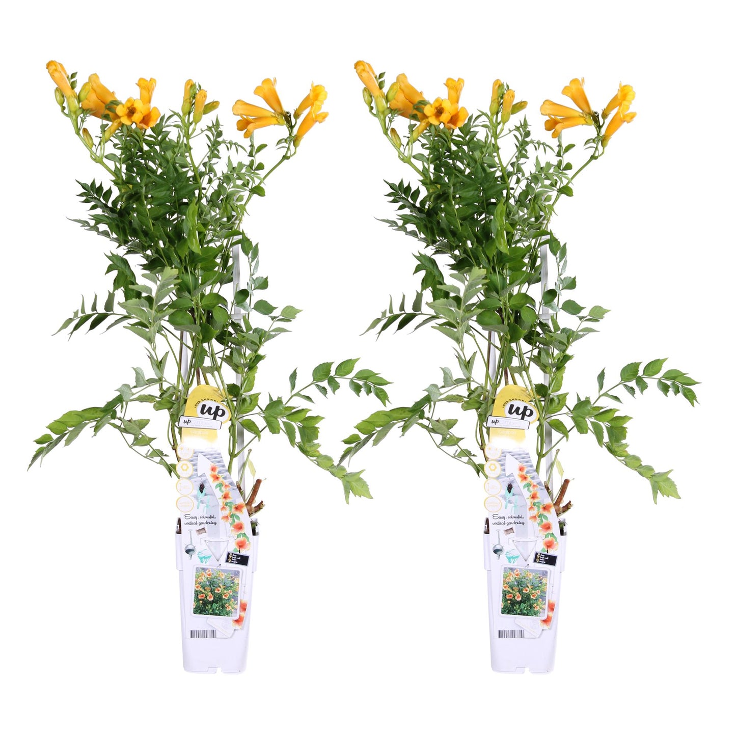 2x - Campsis Summer Jazz 'Gold Trumpet' - ↨65cm - Ø15
