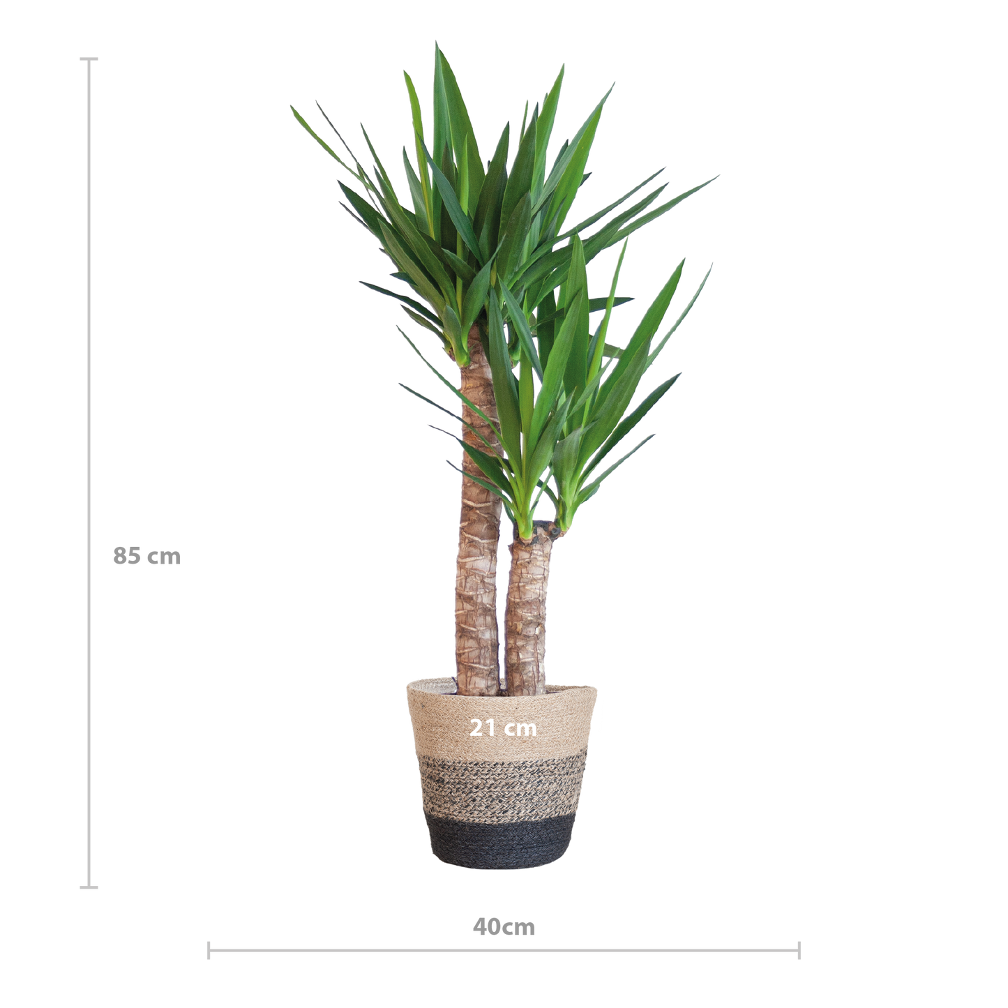 Yucca Elephantipes met Mand Lissabon zwart - 90cm - Ø21