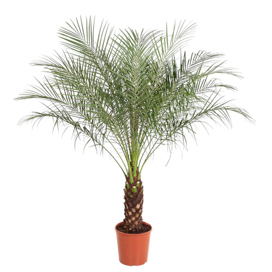 Phoenix Roebelenii - 170 cm - ø30