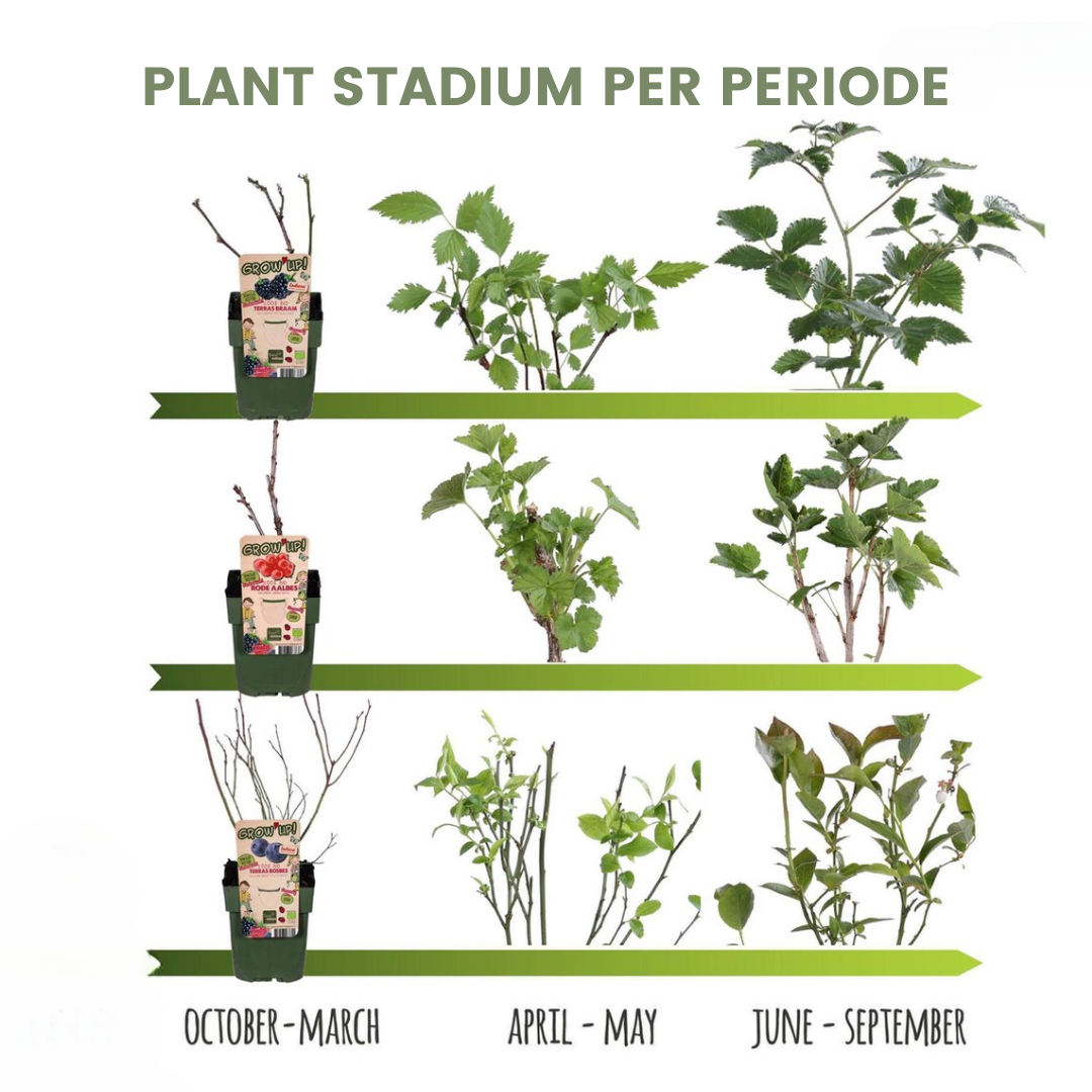6 x Biologische kiwiplanten - Ø 13 cm - ↨ 20 cm