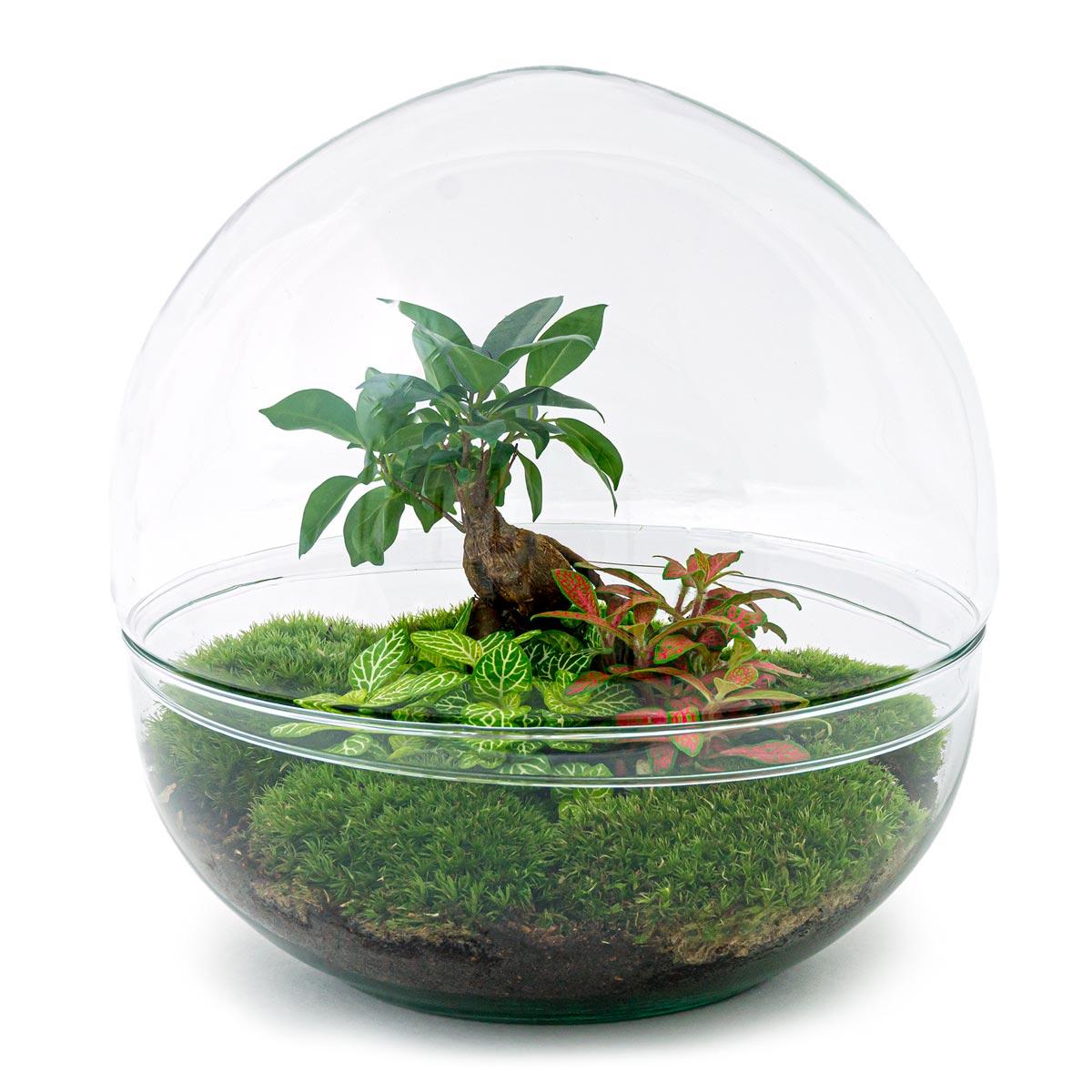 DIY terrarium - Dome XL - Ficus Ginseng Bonsai - ↕ 30 cm - Rake + Shovel