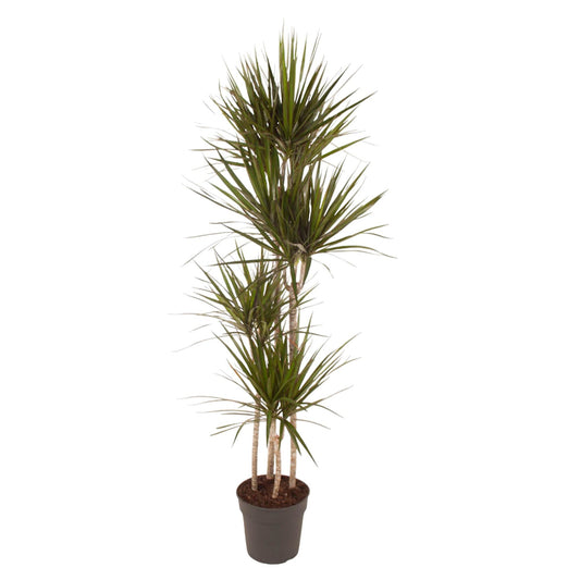 Dracaena Marginata - 160 cm - ø24