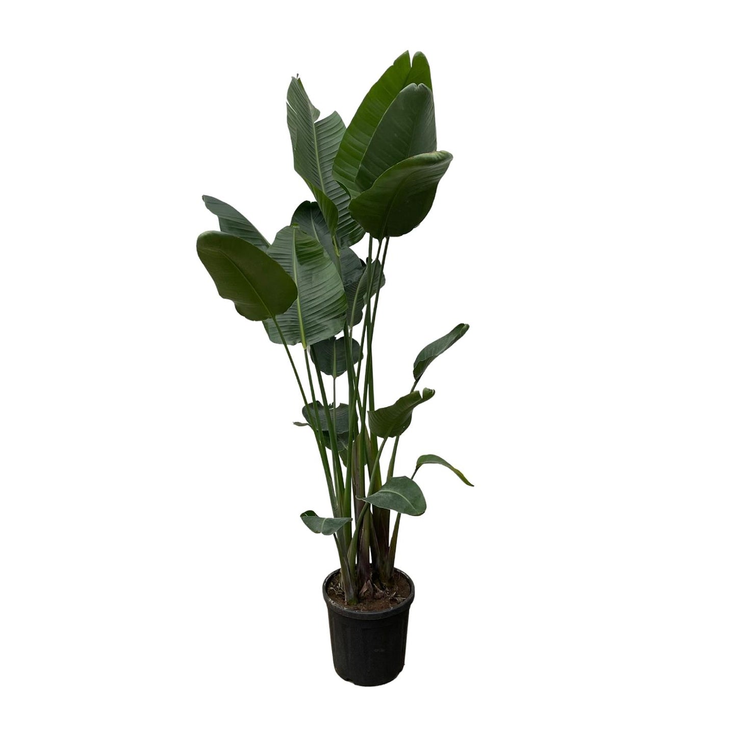 Strelitzia Nicolai XXL - 250 cm - ø50