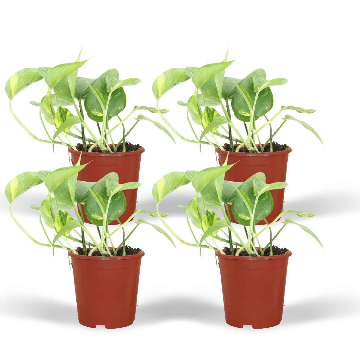 Epipremnum Aureum (Scindapsus) - 4 stuks - Ø12cm - ↕20cm