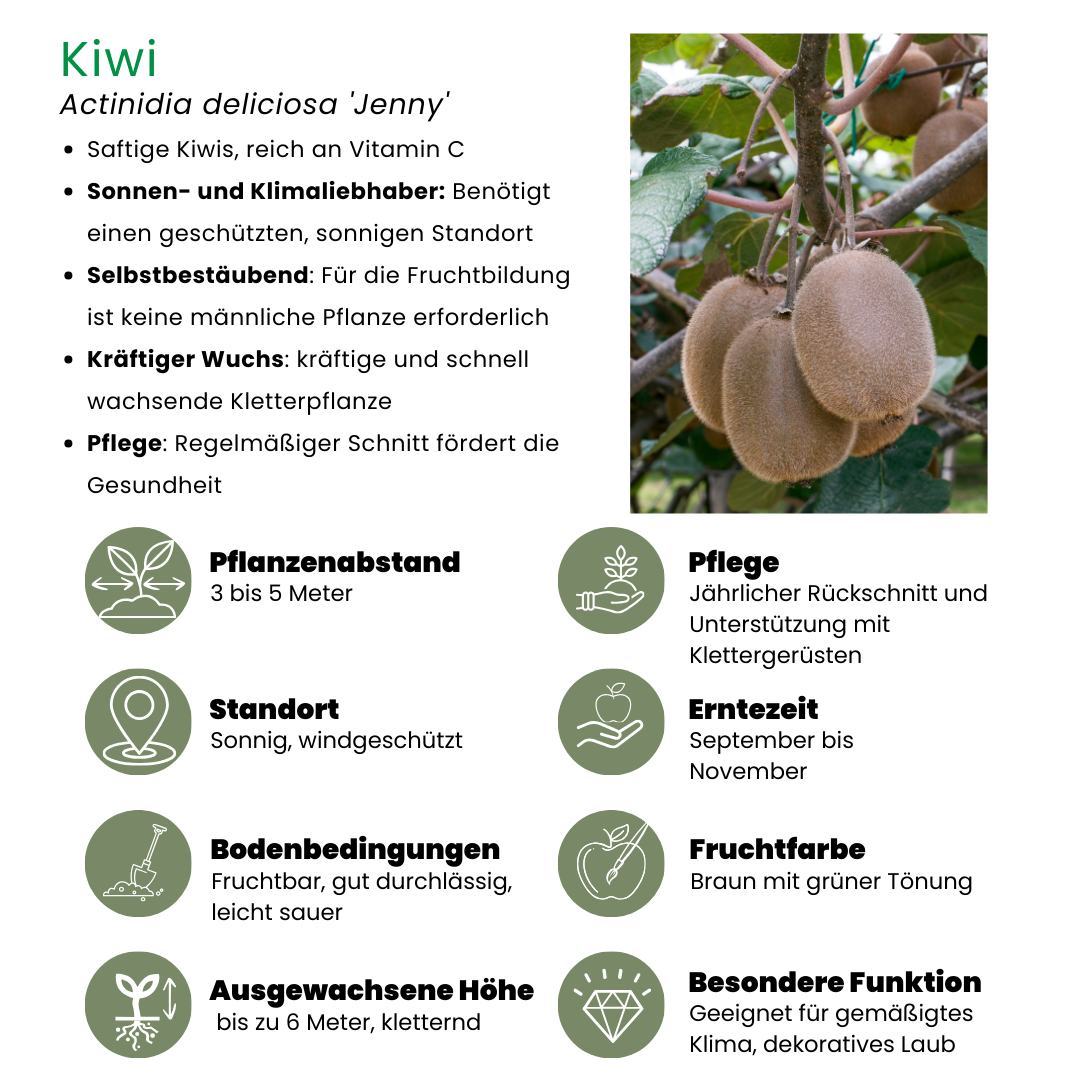 6 x Biologische kiwiplanten - Ø 13 cm - ↨ 20 cm