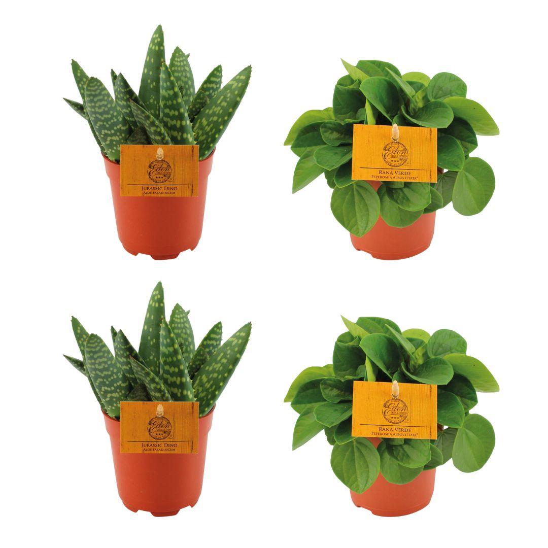 2x Aloe Paradisicum + 2x  Peperomia Rana Verde - 4 stuks - Ø10.5cm - ↕10cm
