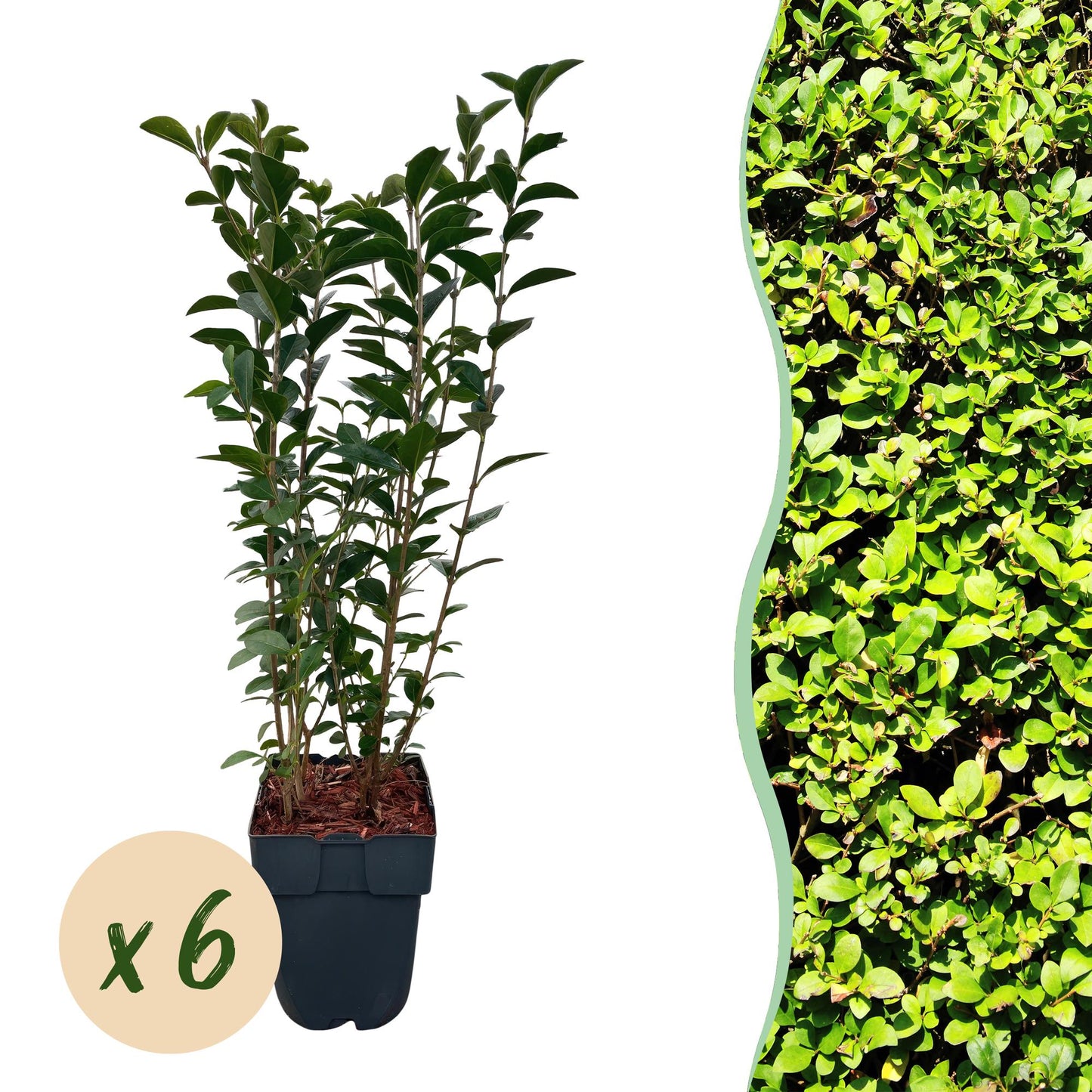 Green boutiQ - Haagplanten - Ligustrum ovalifolium -  blad groen - 6 planten - 1 strekkende meter - groenblijvend - pot 17cm hoogte 55cm