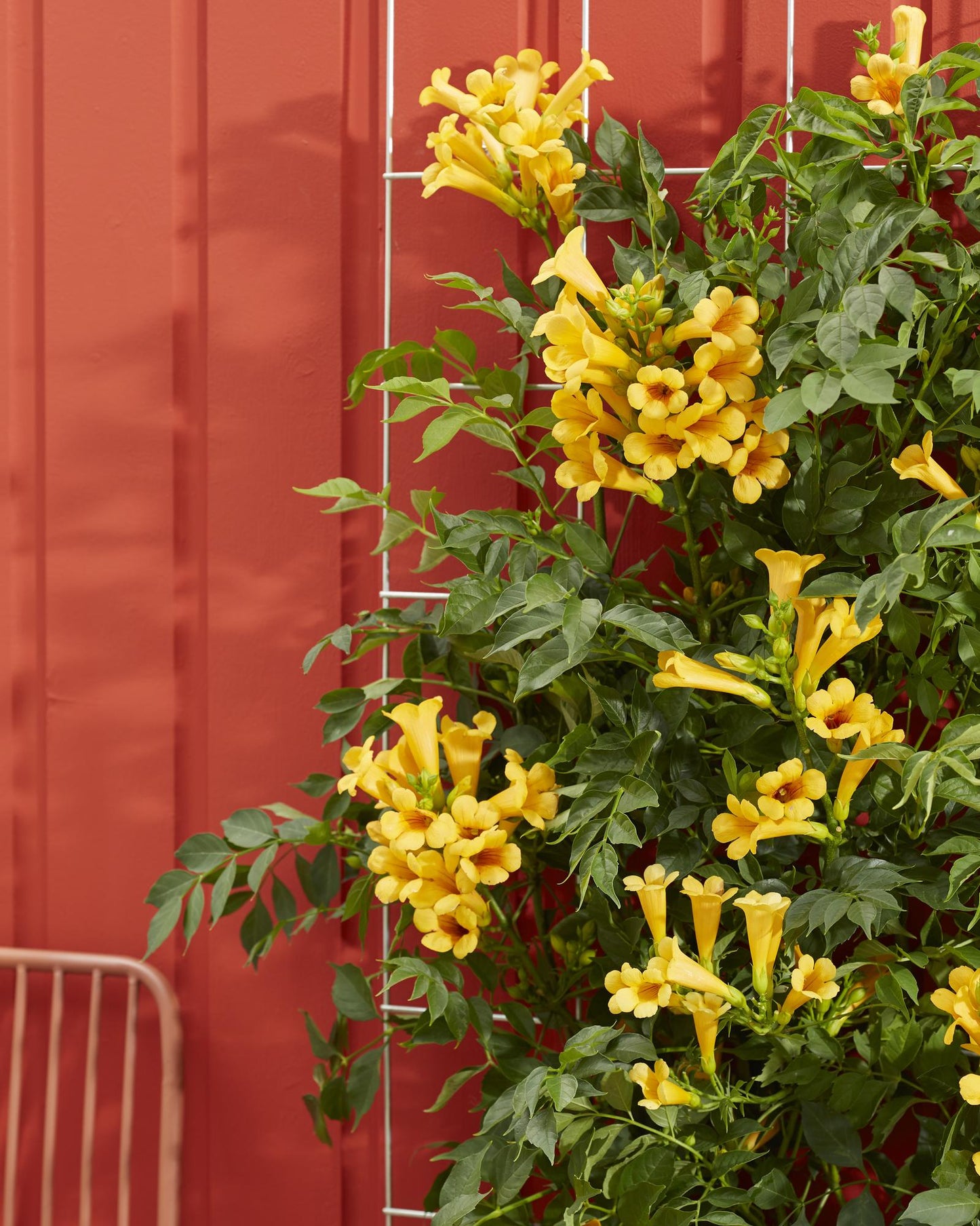 2x - Campsis Summer Jazz 'Gold Trumpet' - ↨65cm - Ø15