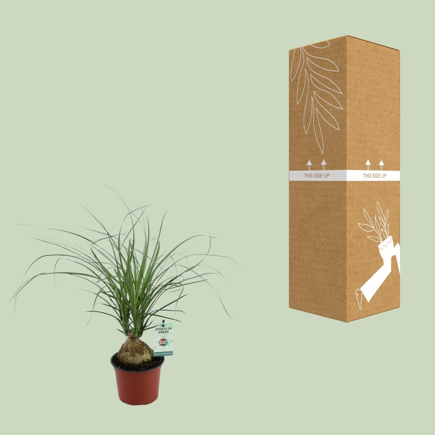 Beaucarnea Nolina Recurvata - Ø12cm - ↕45cm