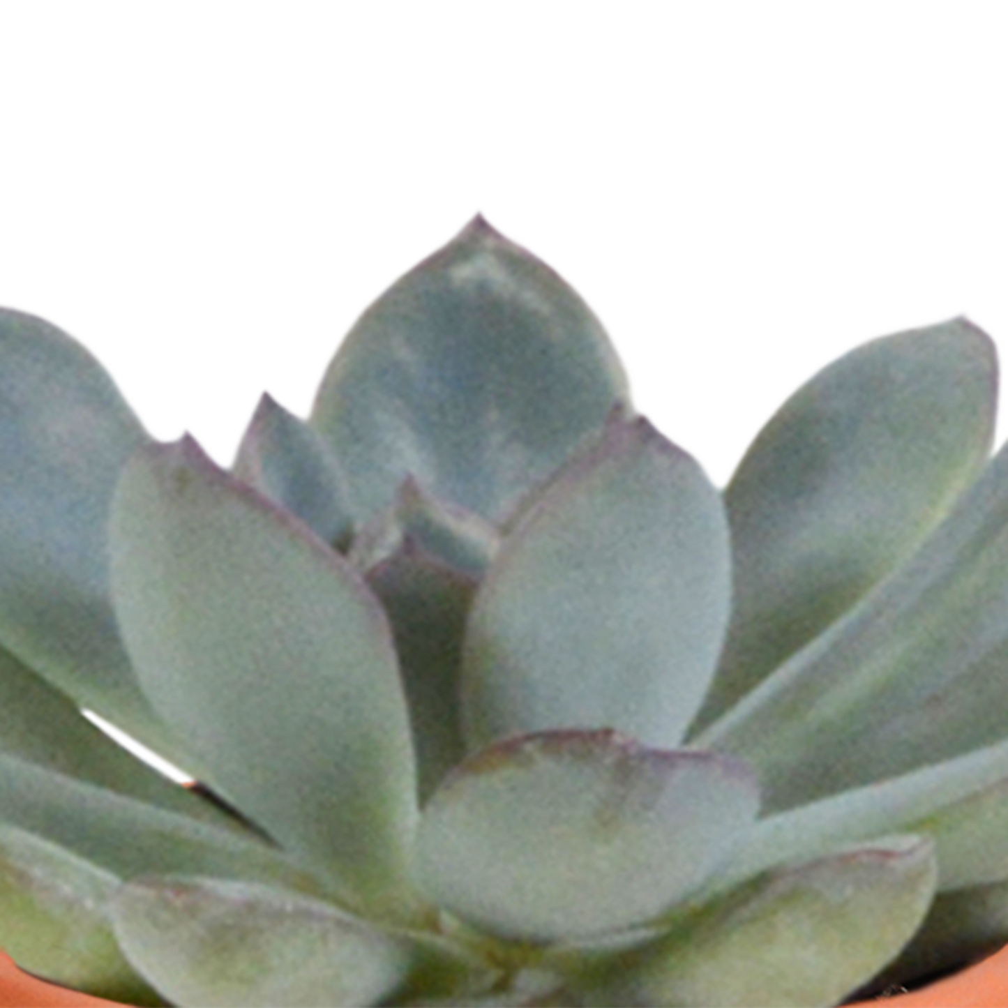 Cactus en vetplanten mix 5.5 cm | 15 stuks - in Mexicaanse pot