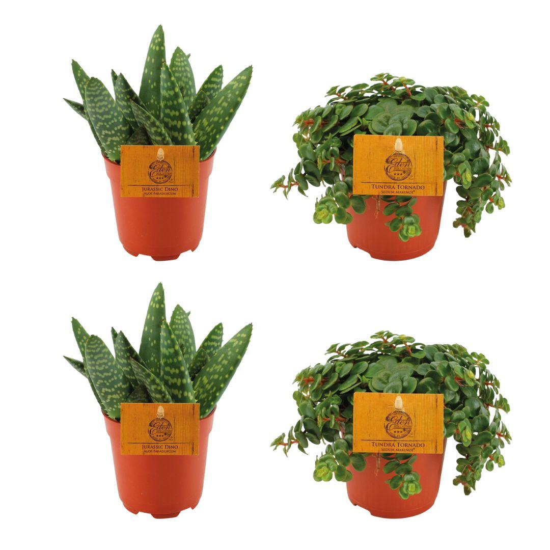 2x Aloe Paradisicum + 2x  Sedum Tornado - 4 stuks - Ø10.5cm - ↕10cm