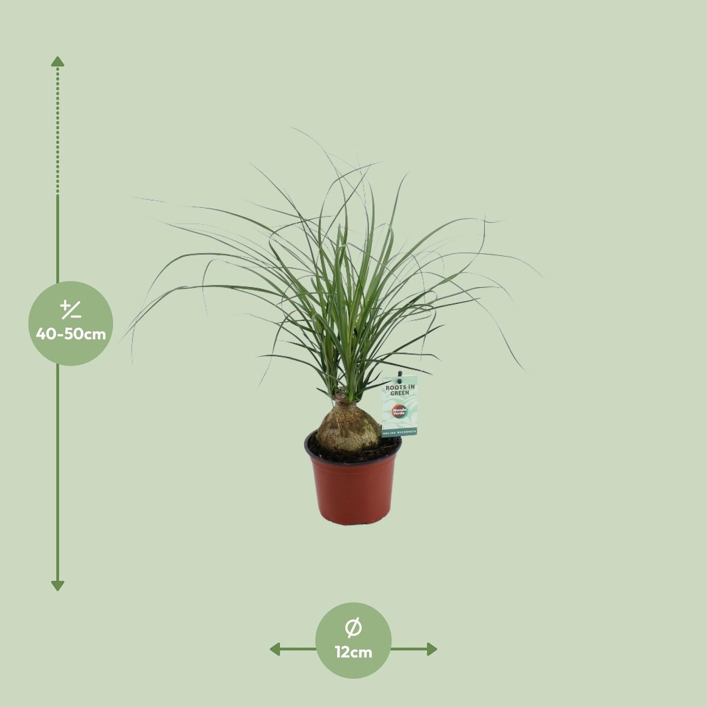 Beaucarnea Nolina Recurvata - Ø12cm - ↕45cm