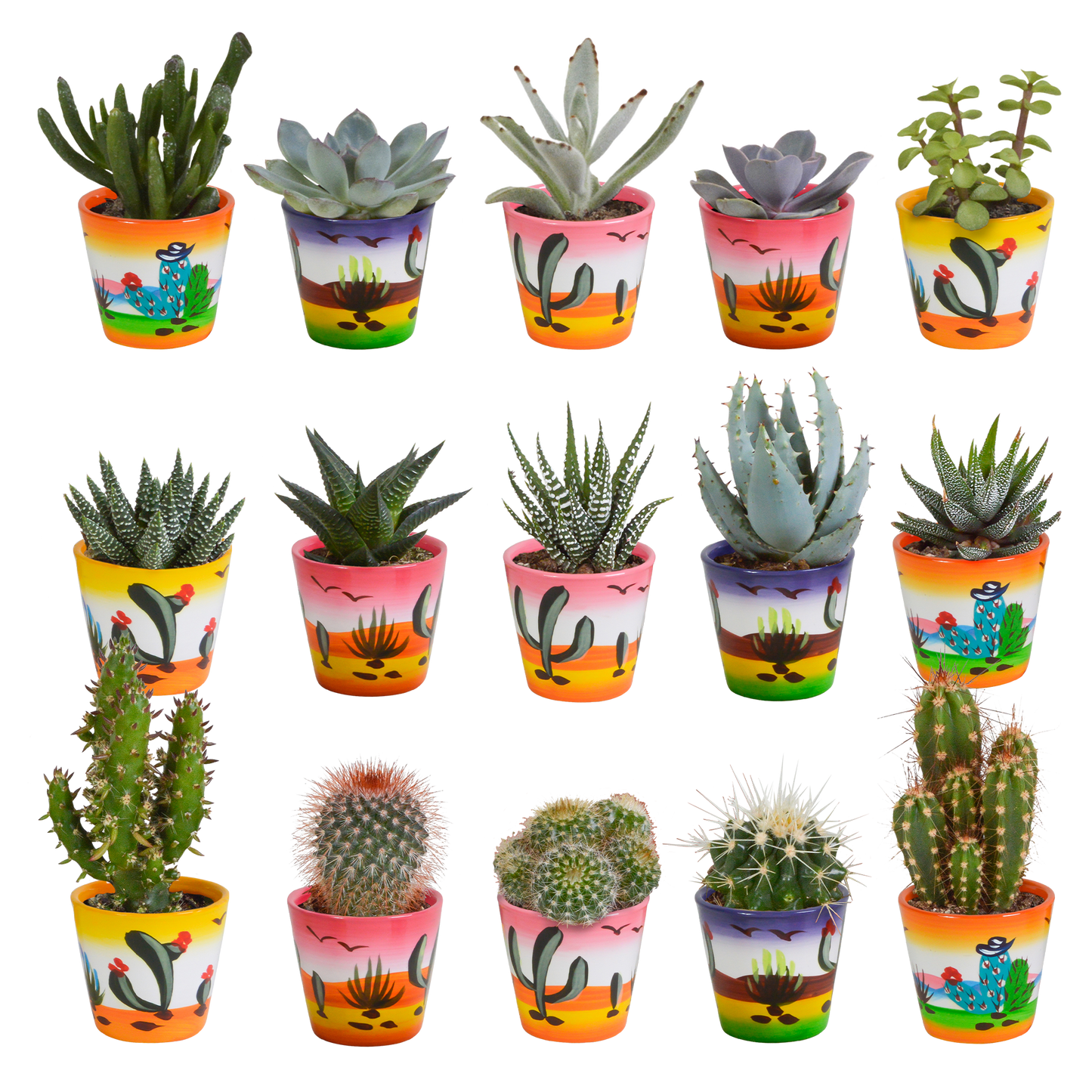 Cactus en vetplanten mix 5.5 cm | 15 stuks - in Mexicaanse pot
