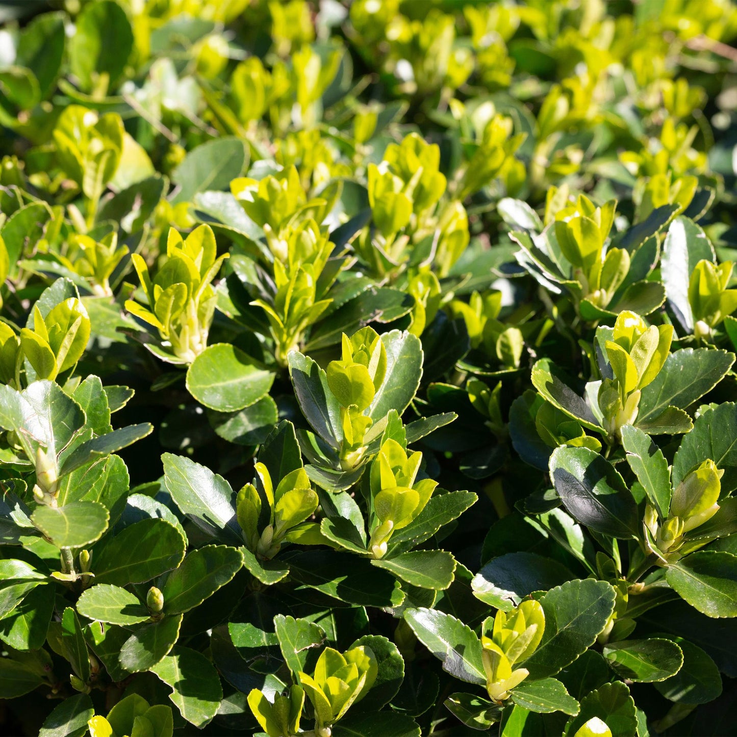 Green boutiQ - Haagplanten - Euonymus japonica Green Spire -  blad groen - 6 planten - 1 strekkende meter - groenblijvend - pot 17cm hoogte 40cm